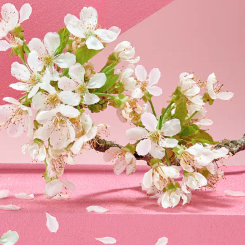 Solinotes Cherry Blossom Shower Gel image number 3